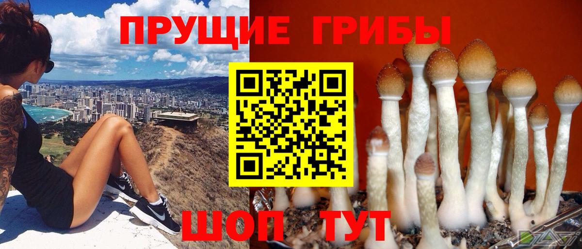 Волгоград  Псилоцибиновые грибы Psilocybe  Вход с VPN  Псилоцибиновые грибы мицелий 